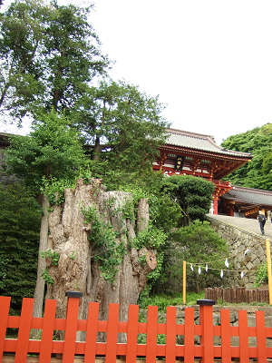 鶴岡八幡宮　大イチョウ