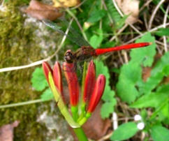 CIMG0662-2.jpg