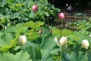 IMG_6964のコピー.jpg
