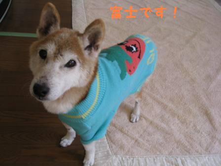 子犬ちゃん 853.jpg