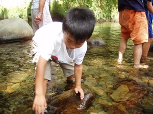 水生昆虫の採集