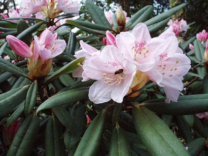 アカボシシャクナゲ