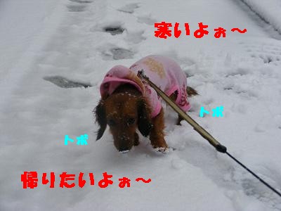 雪とほま３.jpg