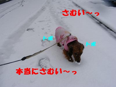 雪とほま４.jpg