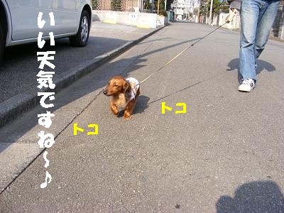 １１日のほま２.JPG