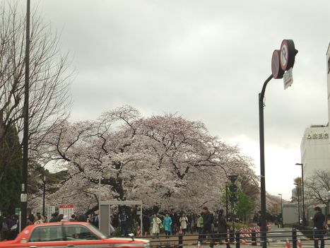 ずっと桜１２.jpg