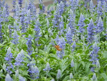 公園の花壇に蝶が＾＾.jpg