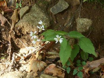 岩場に咲く花♪.jpg