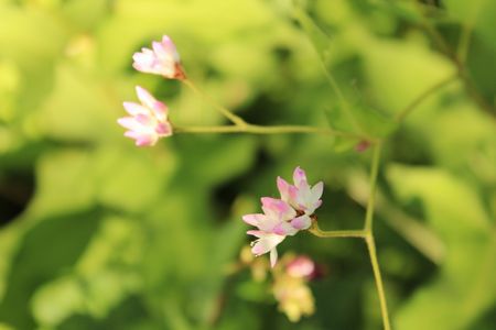 ピンクの花.jpg