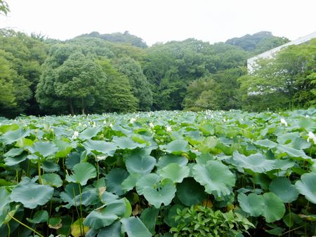 平家池のハスもてんこ盛り＾＾.jpg