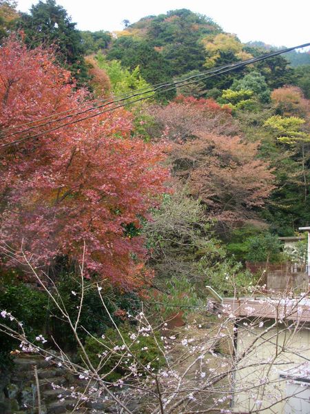 10月桜♪.jpg