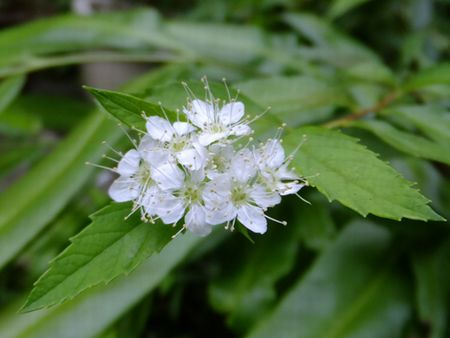 コムラサキの白花壁紙.jpg