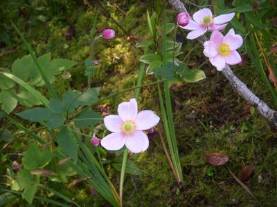 ピンクのお花？.jpg