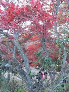 山頂紅葉５.jpg