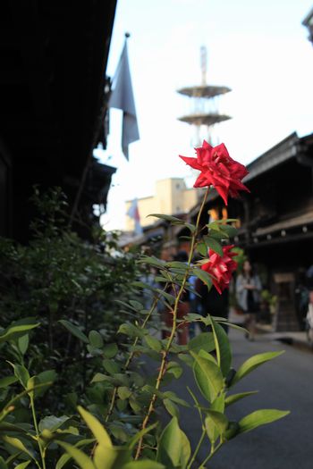 花のある風景.jpg