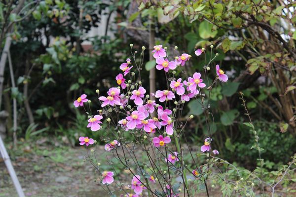 シュウメイギク・東慶寺にて.jpg