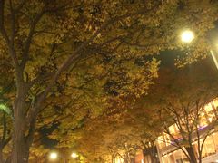 紅葉夜景１.jpg