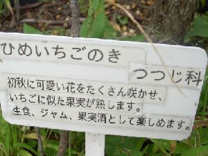 ひめいちごのき看板.jpg