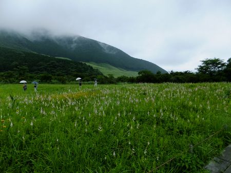 仙石原湿原１.jpg