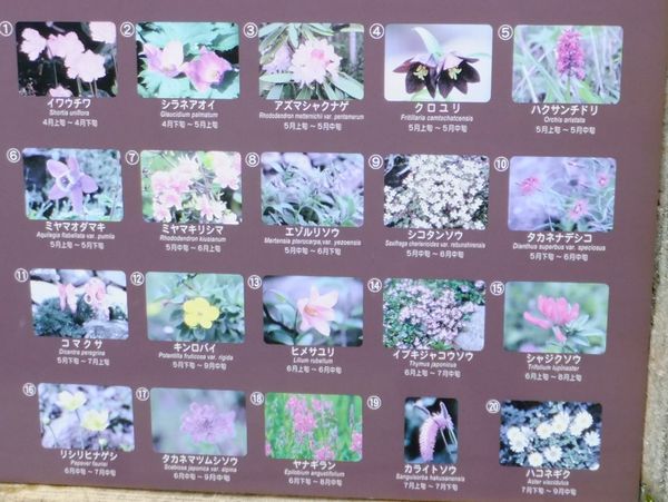 高山植物の花たち.jpg