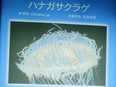 ハナガサクラゲ名札.jpg