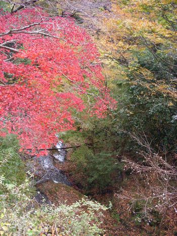 川の秋の風景♪.jpg