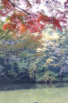 池に戻ってきました。.jpg