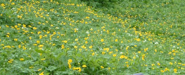 シナノキンバイお花畑.jpg