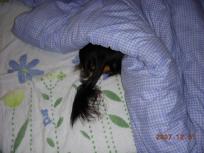 尻尾が見えてるよ