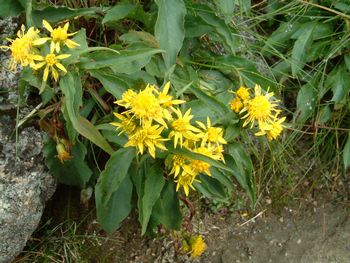 高山植物１.jpg