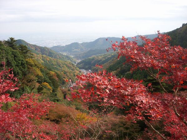 大山寺駅上からの眺め.jpg