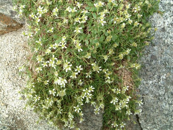 高山植物２-1.jpg