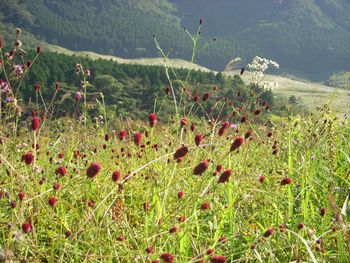 仙石原をバックに「吾亦紅（われもこう）」・背景.jpg