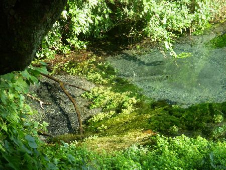 柿田川の湧水２.jpg