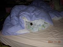 わんこはどこ？