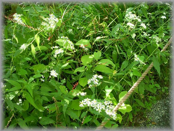 園内秋の野花１.jpg