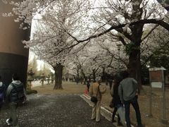 参道側道の桜６.jpg
