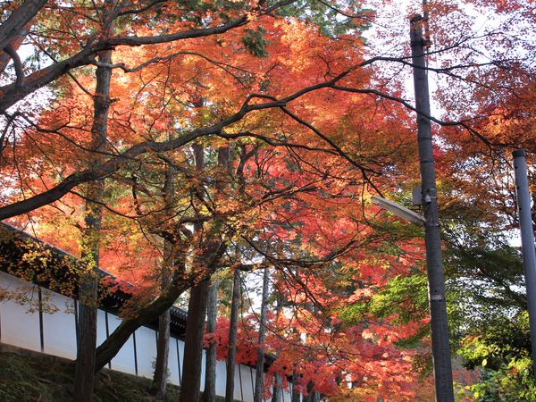 東福寺３.jpg