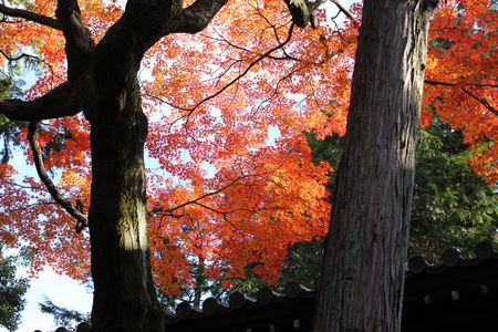 東福寺４.jpg