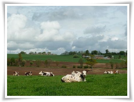 vaches-1.JPG