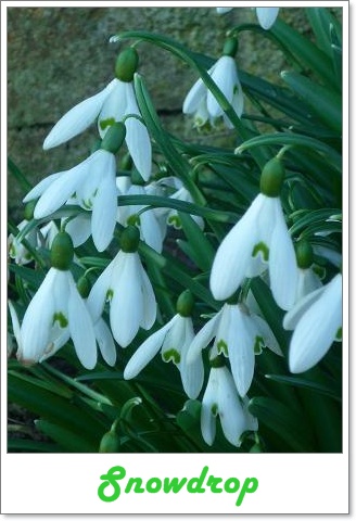 snowdrop.JPG