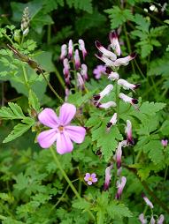 野の花-７.JPG