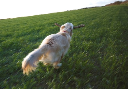 dog running.jpg