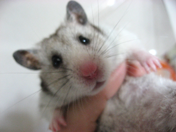 ぐりだっこ４.jpg