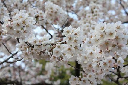 桜も～.JPG
