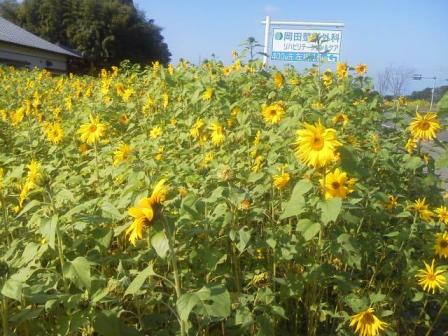ひまわり　デカ！ｗ