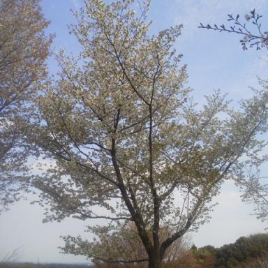 緑の桜