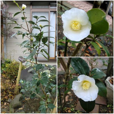 2010山茶花