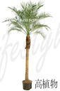 高植物