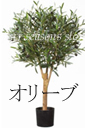オリーブ
